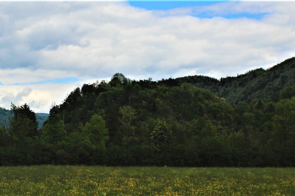 Cvetoč travnik v ospredju in vzpetina Ajdovski gradec v ozadju.