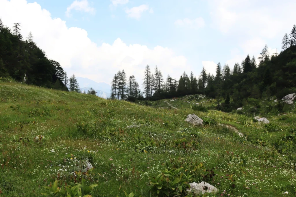 Alpsko cvetje in arheološko najdišče