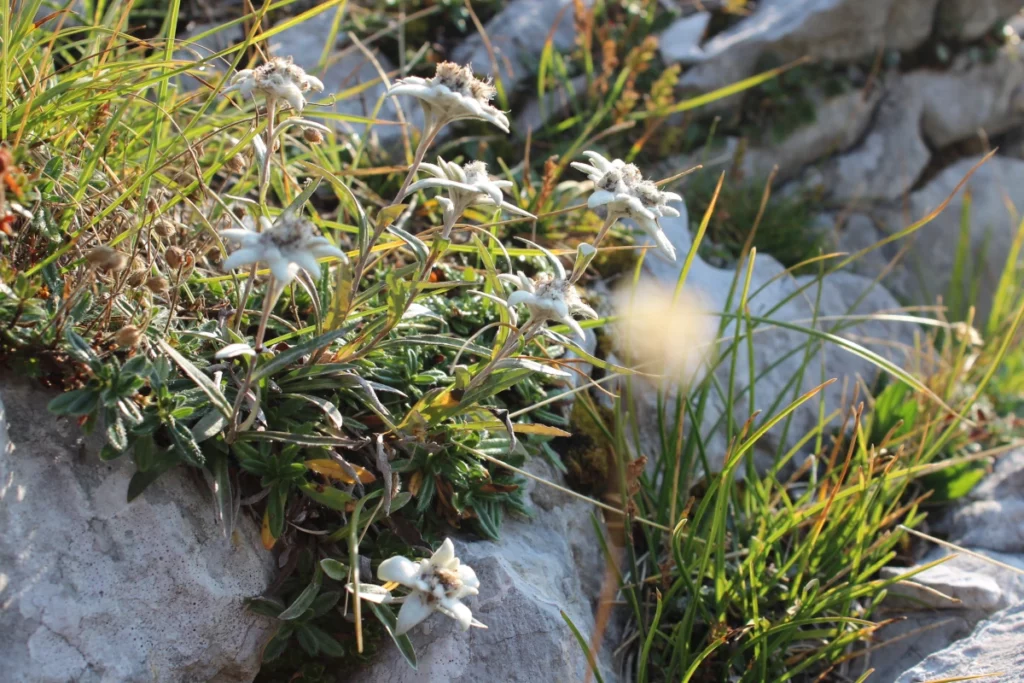 Alpsko cvetje na skali